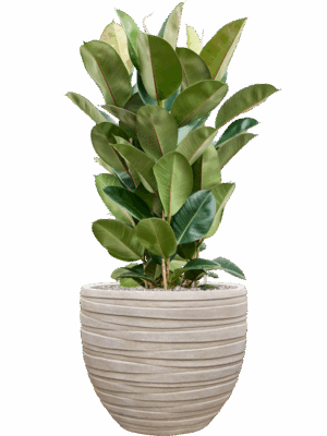 Ficus Elastica Robusta In Baq Tornado D 27 H 111 cm - PlantenShop24 - 16-07-2025