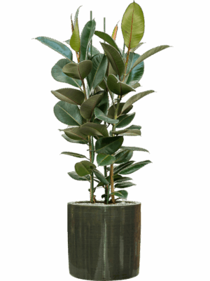 Ficus Elastica Robusta In Plain Striped D 30 H 125 cm - PlantenShop24 - 09-07-2025