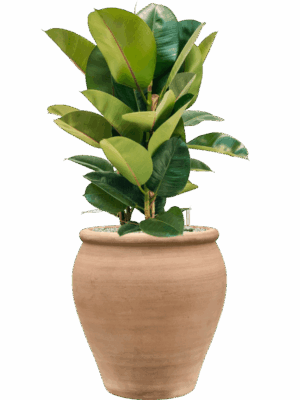 Ficus Elastica Robusta In Terra Antica D 24 H 96 cm - PlantenShop24 - 11-07-2025