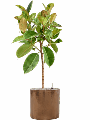 Ficus Elastica Shivereana Moonshine In Cylinder D 30 H 149 cm - PlantenShop24 - 03-07-2025