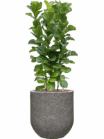 Ficus Lyrata Bambino In Baq Naturescast D 28 H 140 cm - PlantenShop24 - 15-07-2025