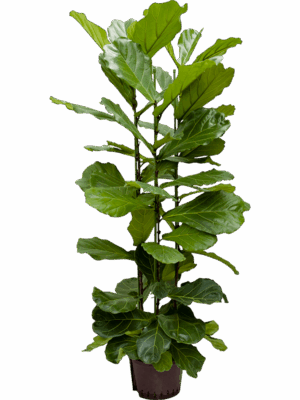 Ficus Lyrata D 28 H 150 cm - PlantenShop24 - 04-07-2025