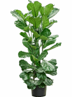 Ficus Lyrata D 32 H 160 cm - PlantenShop24 - 03-08-2025