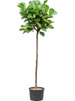 Ficus Lyrata D 42 H 280 cm - PlantenShop24 - 21-07-2025