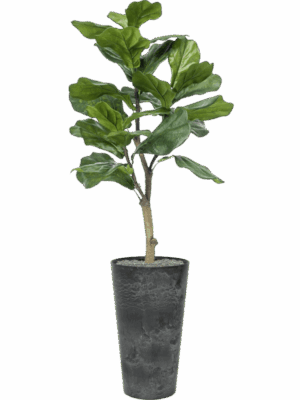 Ficus Lyrata In Artstone D 28 H 136 cm - PlantenShop24 - 18-07-2025