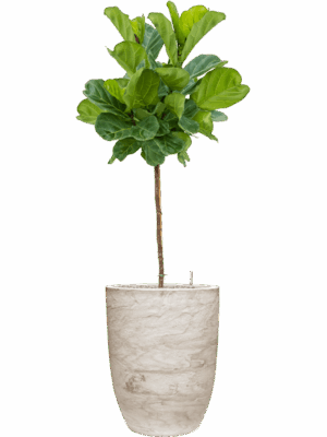 Ficus Lyrata In Baq Algar D 30 H 165 cm - PlantenShop24 - 07-07-2025