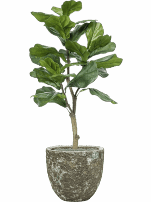 Ficus Lyrata In Baq Lava D 36 H 121 cm - PlantenShop24 - 18-07-2025