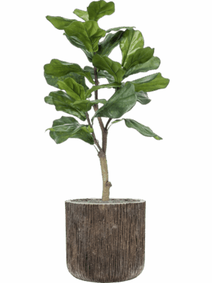 Ficus Lyrata In Baq Luxe Lite Universe Waterfall D 40 H 126 cm - PlantenShop24 - 18-07-2025