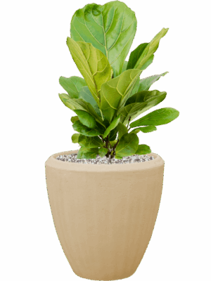 Ficus Lyrata In Baq Polystone Plain D 21 H 51 cm - PlantenShop24 - 25-07-2025