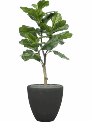 Ficus Lyrata In Baq Polystone Plain D 40 H 128 cm - PlantenShop24 - 18-07-2025