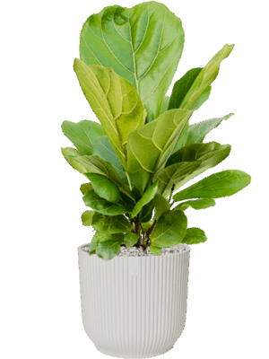 Ficus Lyrata In Vibes Fold D 21 H 69 cm - PlantenShop24 - 23-07-2025