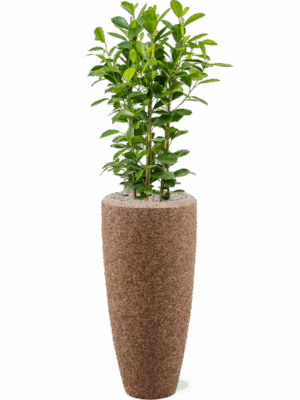 Ficus Microcarpa Moclame In Baq Naturescast D 24 H 133 cm - PlantenShop24 - 03-07-2025