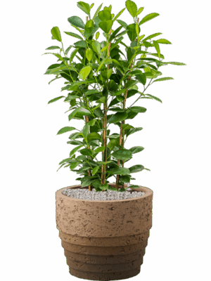 Ficus Microcarpa Moclame In Cinnamon D 24 H 96 cm - PlantenShop24 - 03-07-2025