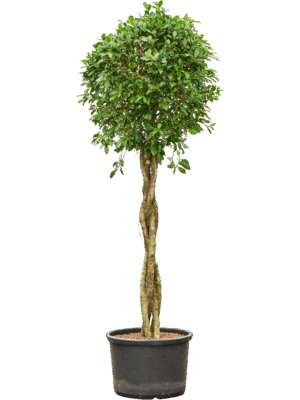 Ficus Microcarpa ‘Nitida’ D 42 H 180 cm - PlantenShop24 - 21-07-2025