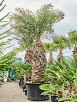 Jubaea Chilensis D 140 H 650 cm - PlantenShop24 - 16-07-2025