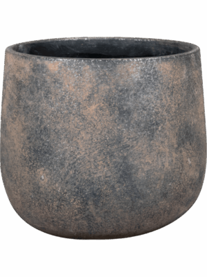 Jules D 21 H 17 cm - PlantenShop24 - 11-07-2025