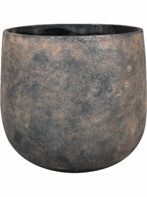 Jules D 23 H 20 cm - PlantenShop24 - 11-07-2025