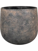 Jules D 26 H 22 cm - PlantenShop24 - 11-07-2025