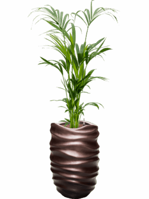 Kentia Howea Forsteriana In Baq Gradient Lee D 22 H 153 cm - PlantenShop24 - 08-07-2025
