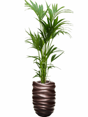 Kentia Howea Forsteriana In Baq Gradient Lee D 24 H 195 cm - PlantenShop24 - 08-07-2025
