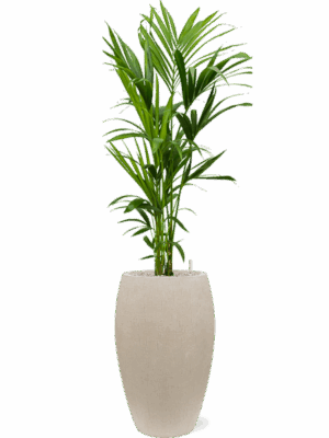 Kentia Howea Forsteriana In Baq Raindrop D 21 H 158 cm - PlantenShop24 - 16-07-2025