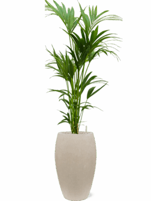 Kentia Howea Forsteriana In Baq Raindrop D 24 H 175 cm - PlantenShop24 - 16-07-2025