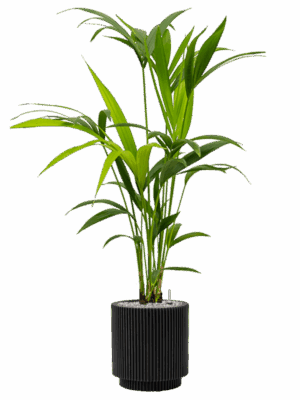 Kentia Howea Forsteriana In Capi Nature Groove D 17 H 103 cm - PlantenShop24 - 11-07-2025