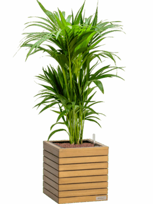 Kentia Howea Forsteriana In Lechuza Palo Natural Wood D 22 H 110 cm - PlantenShop24 - 28-07-2025