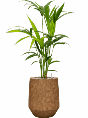 Kentia Howea Forsteriana In Mineral D 17 H 95 cm - PlantenShop24 - 11-07-2025