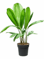 Licuala Grandis D 17 H 70 cm - PlantenShop24 - 29-07-2025