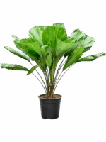 Licuala Grandis D 27 H 120 cm - PlantenShop24 - 09-07-2025