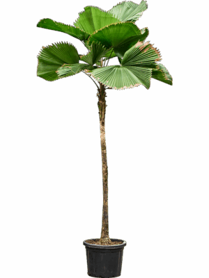 Licuala Grandis D 48 H 300 cm - PlantenShop24 - 10-07-2025