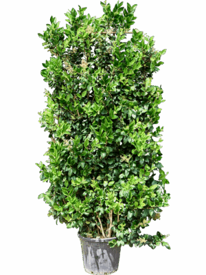 Ligustrum Japonicum Texanum D 40 H 220 cm - PlantenShop24 - 01-07-2025