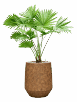 Livistona Rotundifolia In Mineral D 17 H 85 cm - PlantenShop24 - 30-07-2025