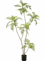 Mahonia Forunei H 180 cm - PlantenShop24 - 14-07-2025