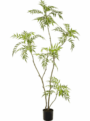 Mahonia Forunei H 180 cm - PlantenShop24 - 14-07-2025