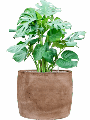 Monstera Deliciosa In Baq Algar D 30 H 95 cm - PlantenShop24 - 21-07-2025