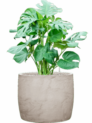 Monstera Deliciosa In Baq Algar D 30 H 96 cm - PlantenShop24 - 21-07-2025