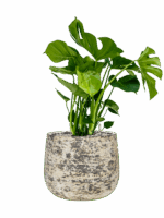 Monstera Deliciosa In Baq Atlas D 21 H 76 cm - PlantenShop24 - 07-07-2025