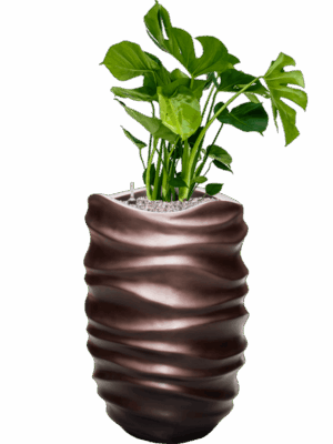 Monstera Deliciosa In Baq Gradient Lee D 21 H 105 cm - PlantenShop24 - 08-07-2025