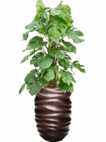 Monstera Deliciosa In Baq Gradient Lee D 22 H 146 cm - PlantenShop24 - 08-07-2025