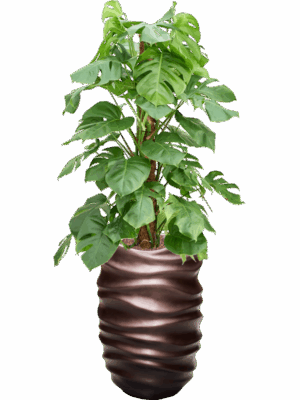 Monstera Deliciosa In Baq Gradient Lee D 22 H 146 cm - PlantenShop24 - 08-07-2025