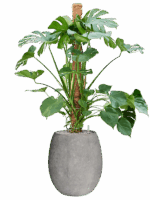 Monstera Deliciosa In Baq Polystone Coated Plain D 30 H 159 cm - PlantenShop24 - 30-07-2025