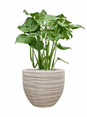 Monstera Deliciosa In Baq Tornado D 30 H 97 cm - PlantenShop24 - 16-07-2025