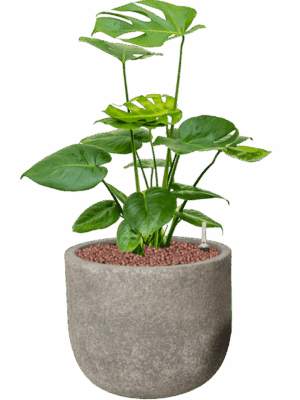 Monstera Deliciosa In Cement D 18 H 59 cm - PlantenShop24 - 03-07-2025