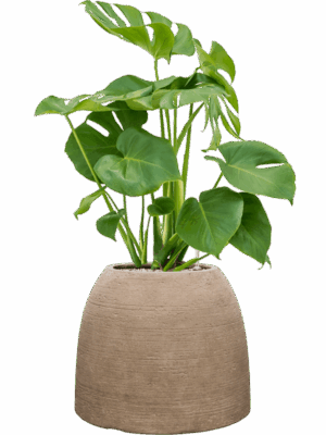 Monstera Deliciosa In Colorado D 19 H 83 cm - PlantenShop24 - 14-07-2025