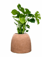 Monstera Deliciosa In Colorado D 21 H 81 cm - PlantenShop24 - 14-07-2025