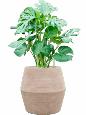 Monstera Deliciosa In Colorado D 30 H 100 cm - PlantenShop24 - 14-07-2025
