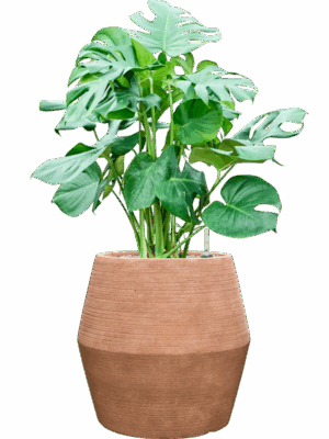 Monstera Deliciosa In Colorado D 30 H 100 cm - PlantenShop24 - 14-07-2025