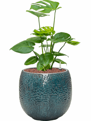 Monstera Deliciosa In Marly D 18 H 64 cm - PlantenShop24 - 03-07-2025